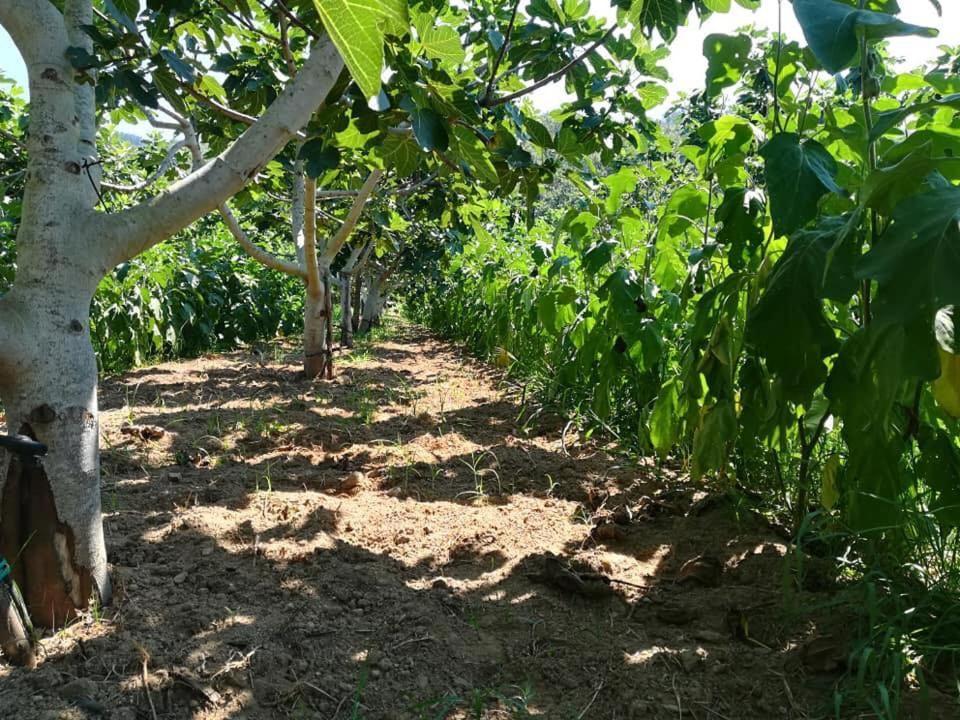 Il Cerro Agriturismo Zagarese 푸스칼도 외부 사진